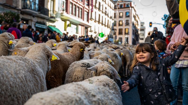 الأطفال في مدريد يعبّرون عن فرحة كبرى لدى رؤيتهم الأغنام في المدينة أثناء ما يُطلق عليه الرعي الشتوي الموسمي (غيتي)