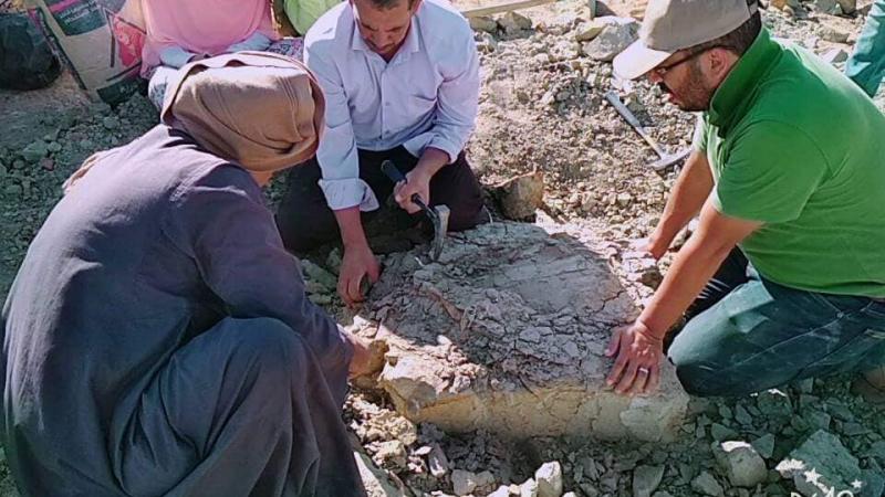 تتميز حفرية السلحفاة بطول عنقها وقدرتها على تحريكه على الجانبين بدلًا من اختفائه داخل الصدفة