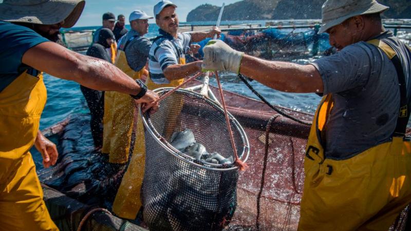 سيأخذ تقييم الحكومة المغربية بعين الاعتبار إستراتيجية المغرب المتعلقة بالمصايد بالإضافة إلى العوامل البيولوجية