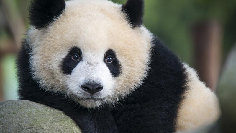 أعارت الصين عددا من حيوانات الباندا المحبوبة لحدائق حيوان في بلدان مختلفة على مر السنين كسفراء للنوايا الحسنة - غيتي
