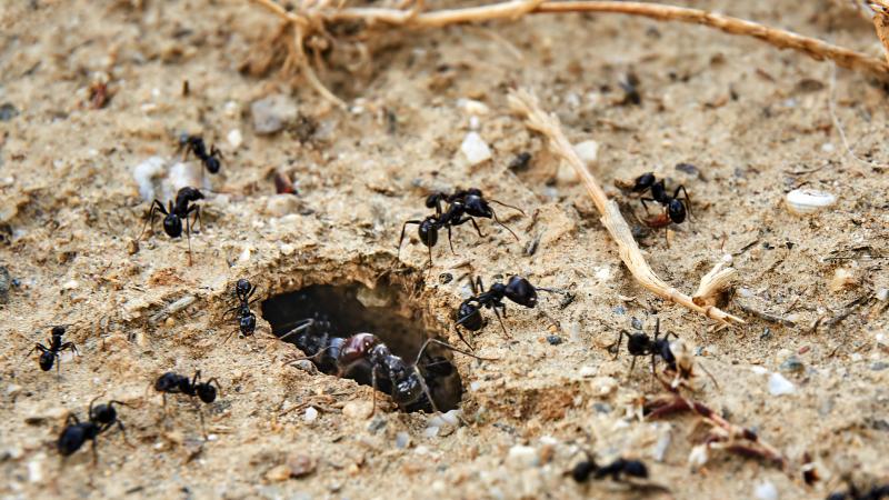 يتّخذ النمل القرار بين بتر الساق أو قضاء وقت أكبر في رعاية الجرح - غيتي