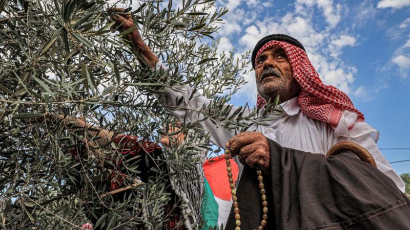 التفاؤل يغيب عن أصحاب المعاصر والمزارعين في قطاع غزة في ظل استمرار الحرب أولًا واتساع رقعة الدمار - غيتي