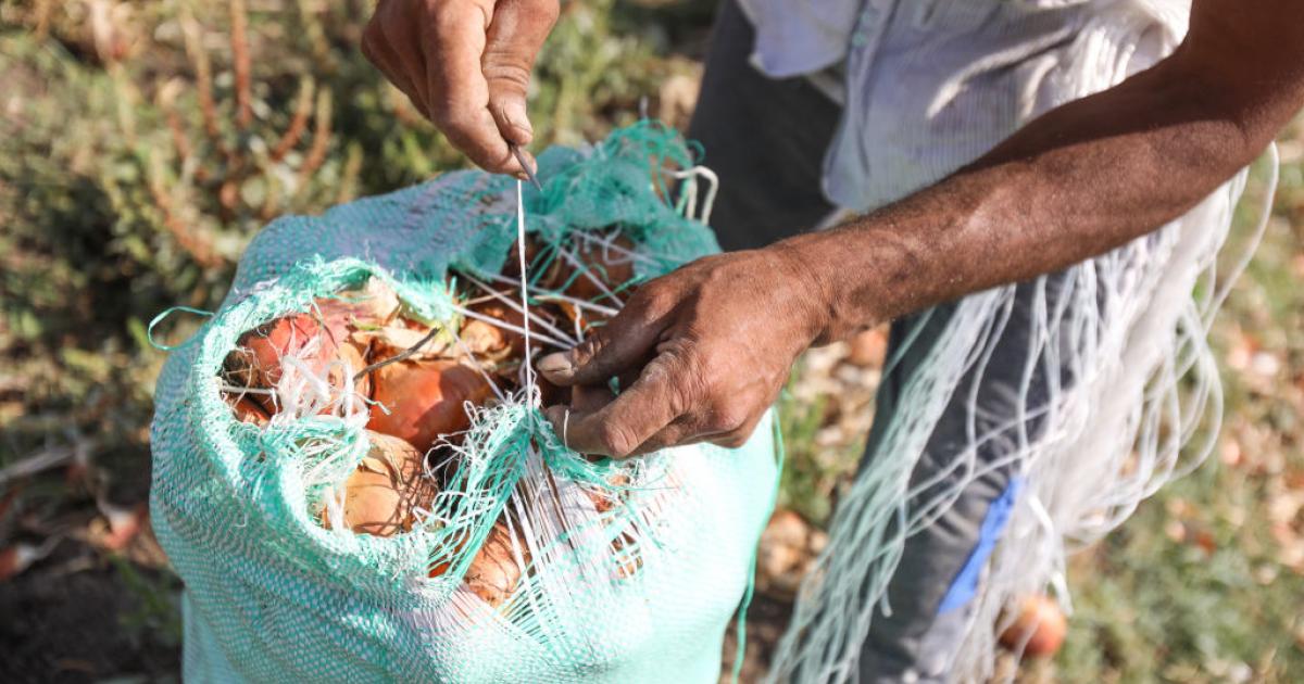 الحكومة تتراجع عن حظر التصدير.. ما خلفية أزمة البصل في مصر؟